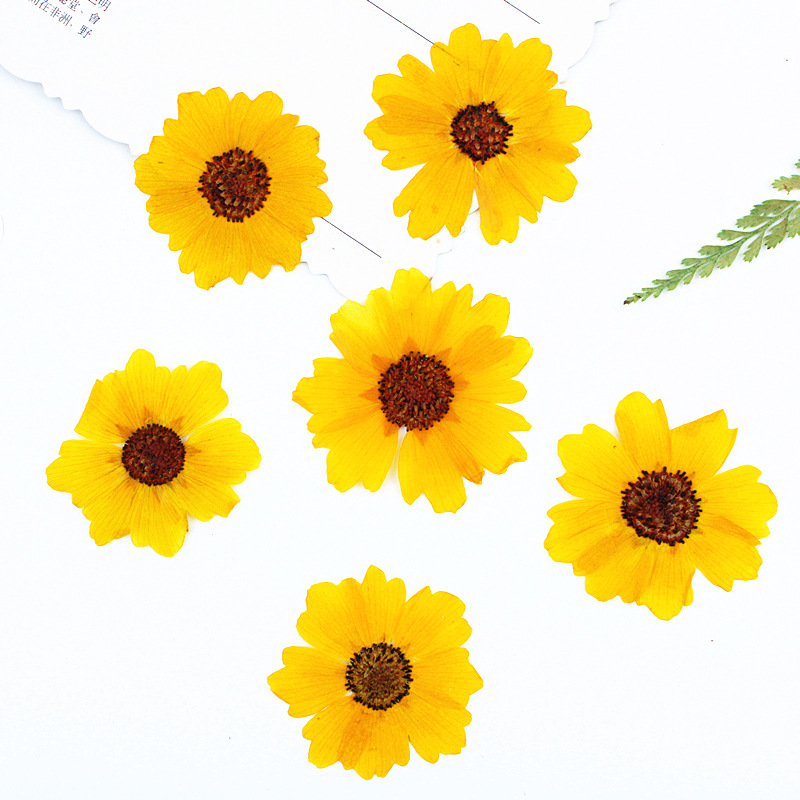 Resin Art Bookmark - 24pcs,Natural Chrysanthemum Real Pressed Flower for