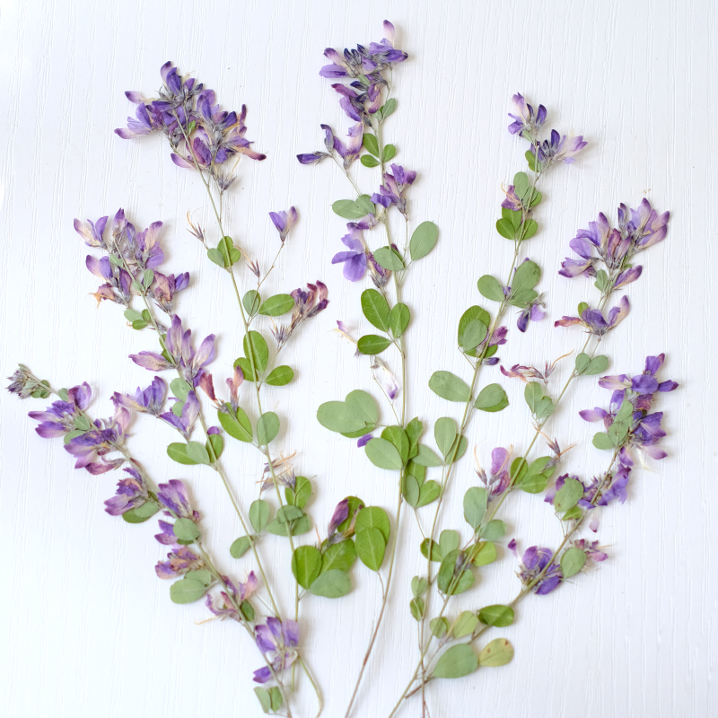 6pcs,nature Lespedeza Formosa  - Resin Art Bookmark ulasan dan harga
