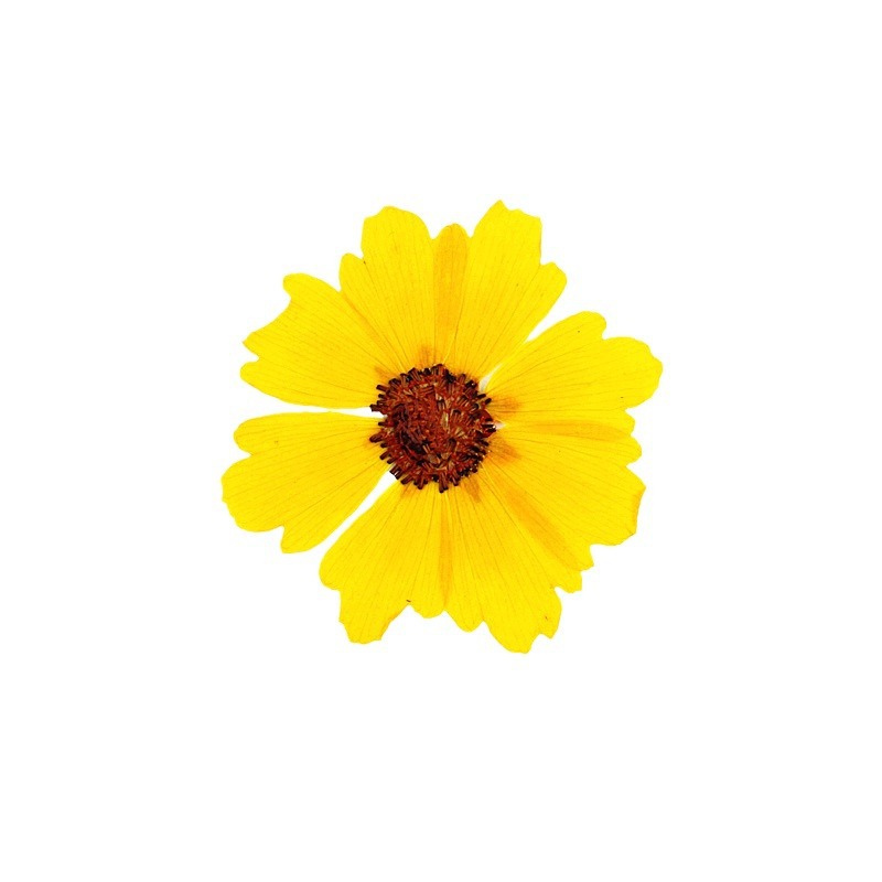 24pcs,Natural Chrysanthemum Re - Resin Art Bookmark ulasan dan harga