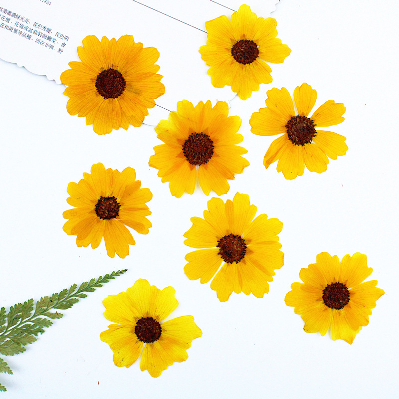 24pcs,Natural Chrysanthemum Re - Resin Art Bookmark ulasan dan harga