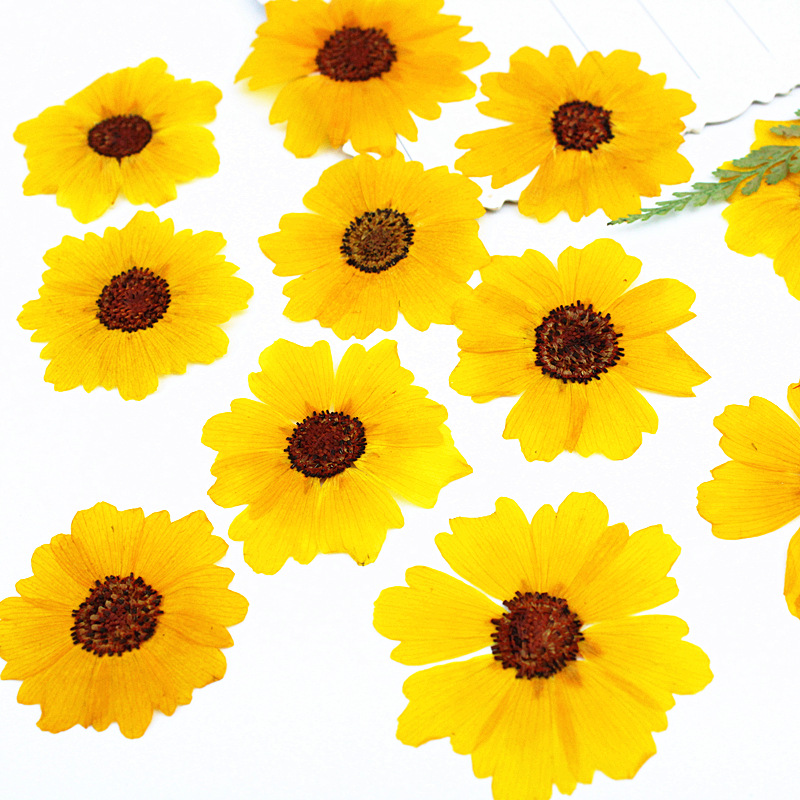 24pcs,Natural Chrysanthemum Re - Resin Art Bookmark ulasan dan harga